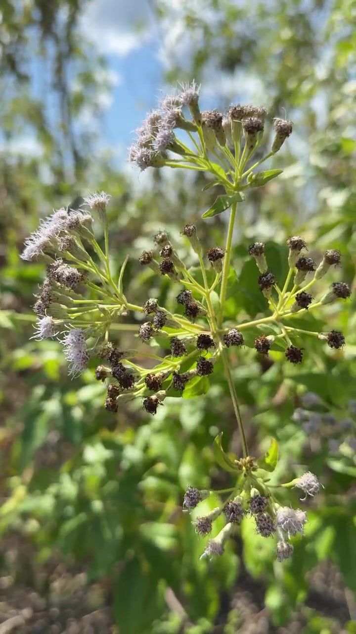 Close-up of Wild Purple Flowers Swaying in the Wind