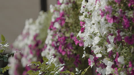 beautiful flowers in the wind