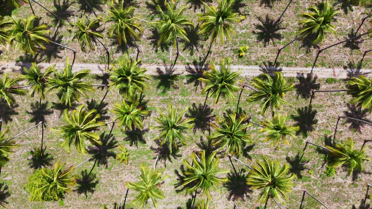 una impresionante plantación de palma de coco vista desde arriba por un dron