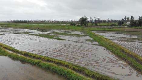 low-altitude-flight-over-A-rice-fields-and-water-buffalo-in-Hoi-An,-Vietnam-during-a-rainy-season