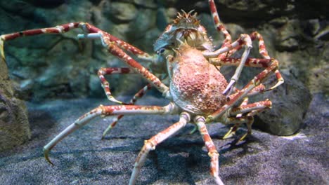 Giant-Japanese-spider-crab--(Macrocheira-kaempferi)