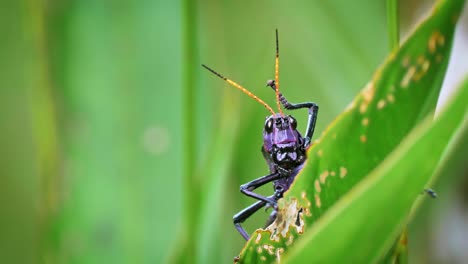 In-Tortuguero-Costa-Rica,-a-Purple-Lubber-Grasshopper-feasts-on-the-local-vegetation-and-is-not-shy-to-the-casual-observer