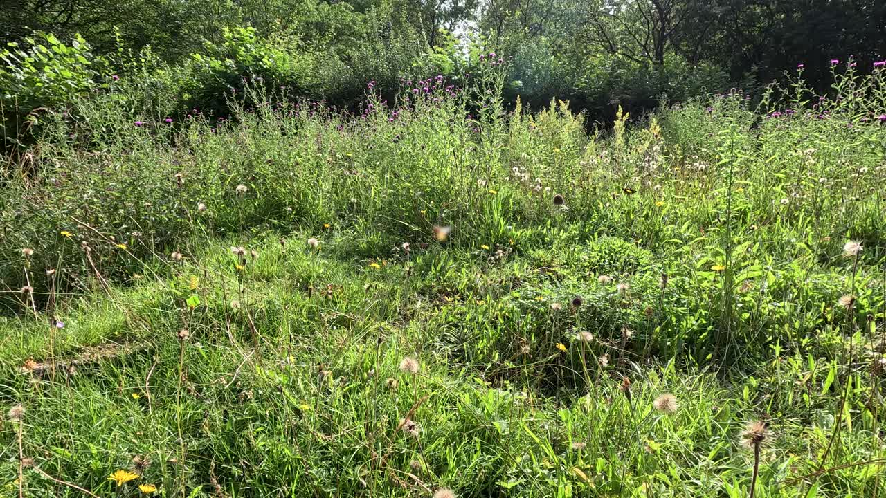 A gentle camera pan reveals a lush wildflower meadow in a botanical garden, with natural sunlight illuminating dense greenery and blooming flowers