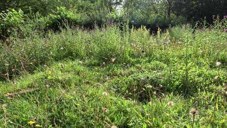 a gentle camera pan reveals a lush wildflower meadow in a botanical garden, with natural sunlight illuminating dense greenery and blooming flowers