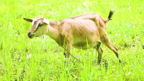 cabra desi india comiendo hierba en un campo en la india