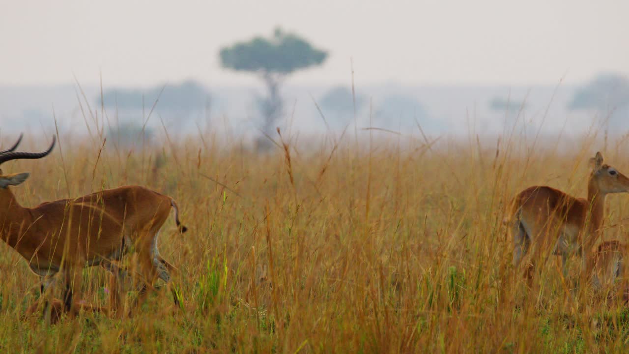 Group of Uganda kobs - Kobus kob thomasi stands scattered in tall dry grass, with one male looking back, horns raised, as mist and acacia trees fade into the soft distant horizon, static wide shot.