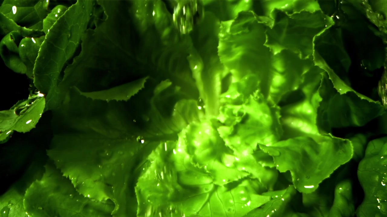 Agua salpicando en cámara lenta sobre hojas de lechuga verde fresca