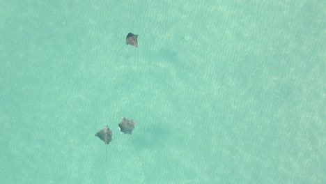Aerial:-Spotted-Eagle-Rays-demonstrate-dynamic-flight-in-clear-ocean