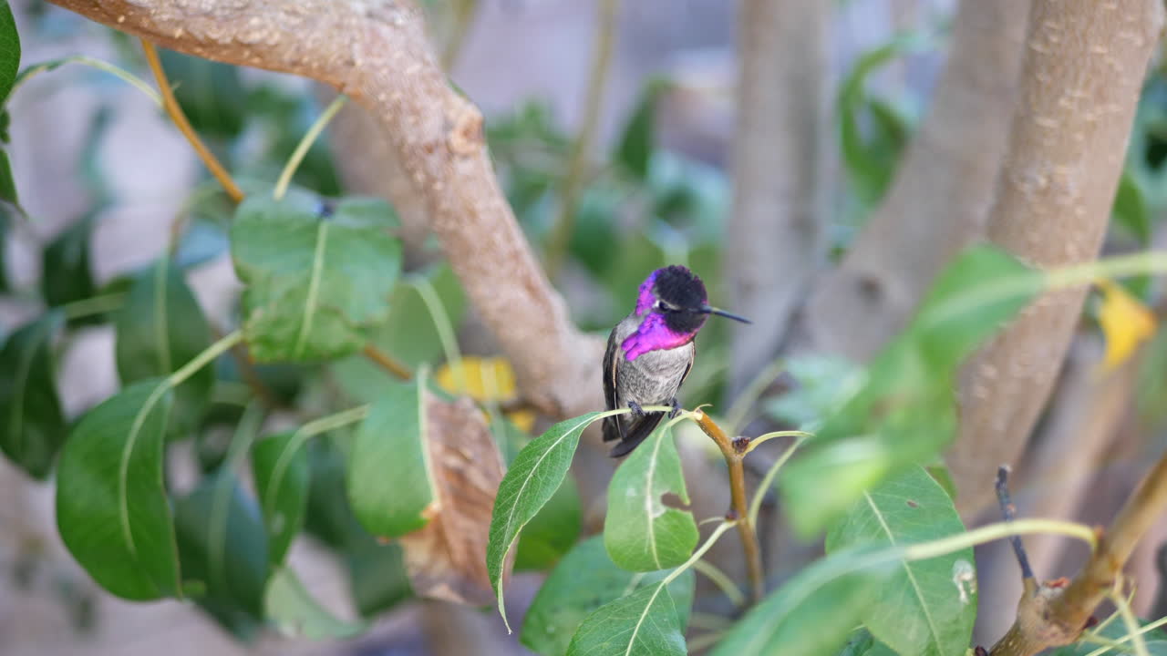 toma en cámara lenta de un colibrí annas rosa brillante sentado en una rama de árbol y mirando alrededor curiosamente en california