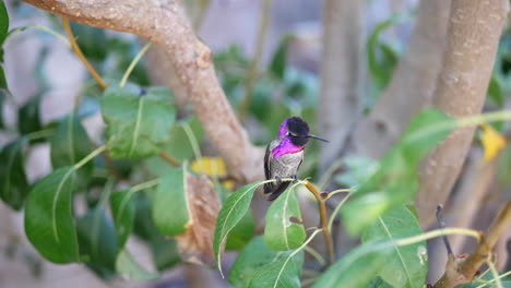 slow motion shot of a bright pink annas hummingbird sitting on a tree branch and looking around curiously in california