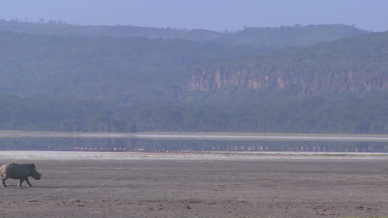 Rhinos cross a muddy plain 
