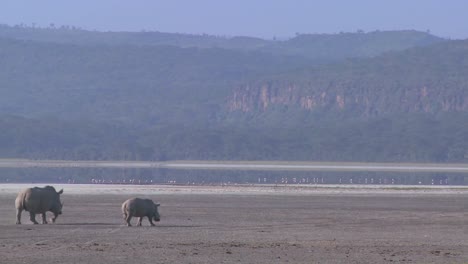 Rhinos-cross-a-muddy-plain-