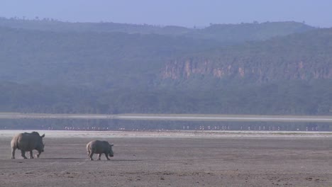 rhinos cross a muddy plain