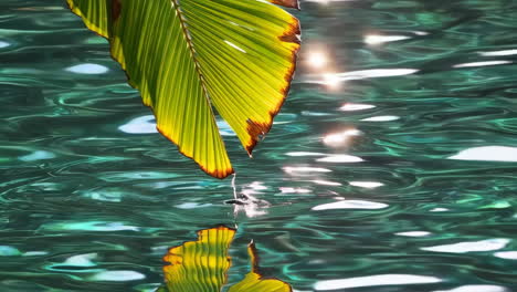 leaf dropping into water