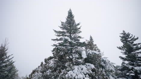 coniferous tree tops covered with snow during snowstorm - low angle shot