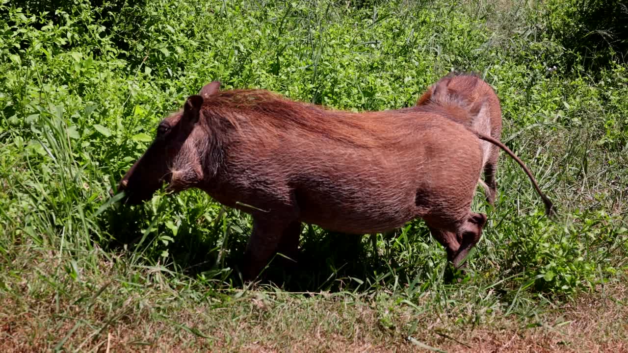 은 날 야생동물들 사이에서 푸른 잔디를 먹는 아프리카 돼지들의 근접 촬영. - 사파리 공원, 남아프리카 공화국