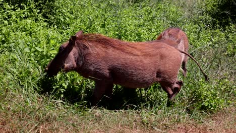 close up shot of african wild boars eating lush green grass in wildlife on sunny day. safari park, south africa