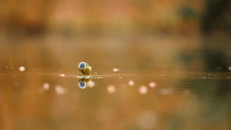 blue tit feeding on water