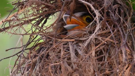 Der-Silberbrust-breitschnabel-Ist-Ein-Berühmter-Vogel-In-Thailand,-Sowohl-Lokal-Als-Auch-International