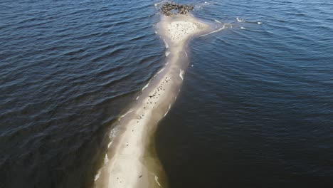 Small-sand-island-in-the-Polish-Baltic-sea-shore-hosting-a-large-seal-herd,-cormorants-and-seagulls