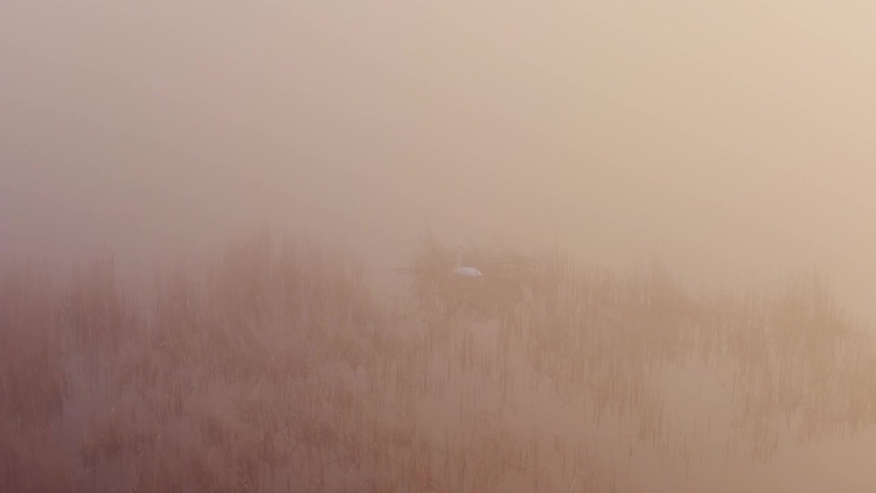Sunrise glows in mist as a lone swan rests among reeds on Babite Lake in Latvia