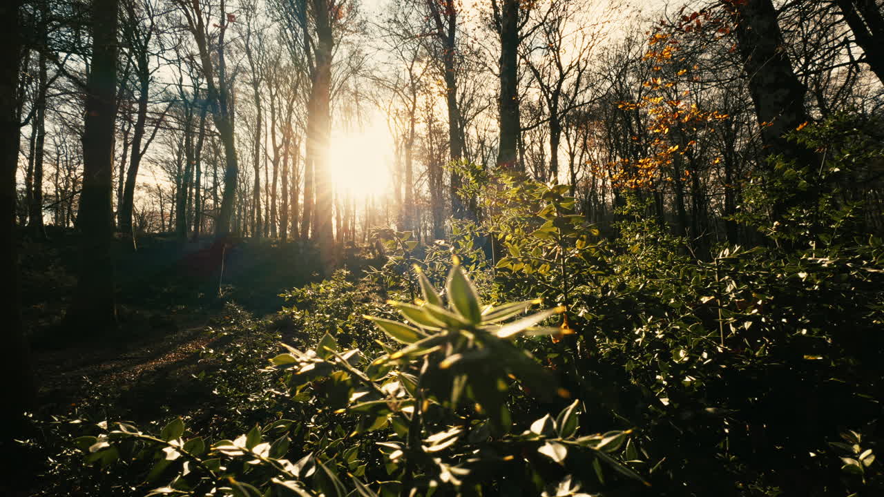 Silhouettes of Trees Seen at Sunset in the Mountains in Italy