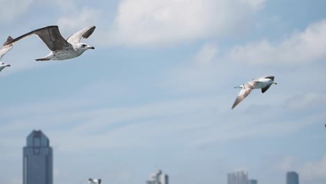 seagulls flying over city