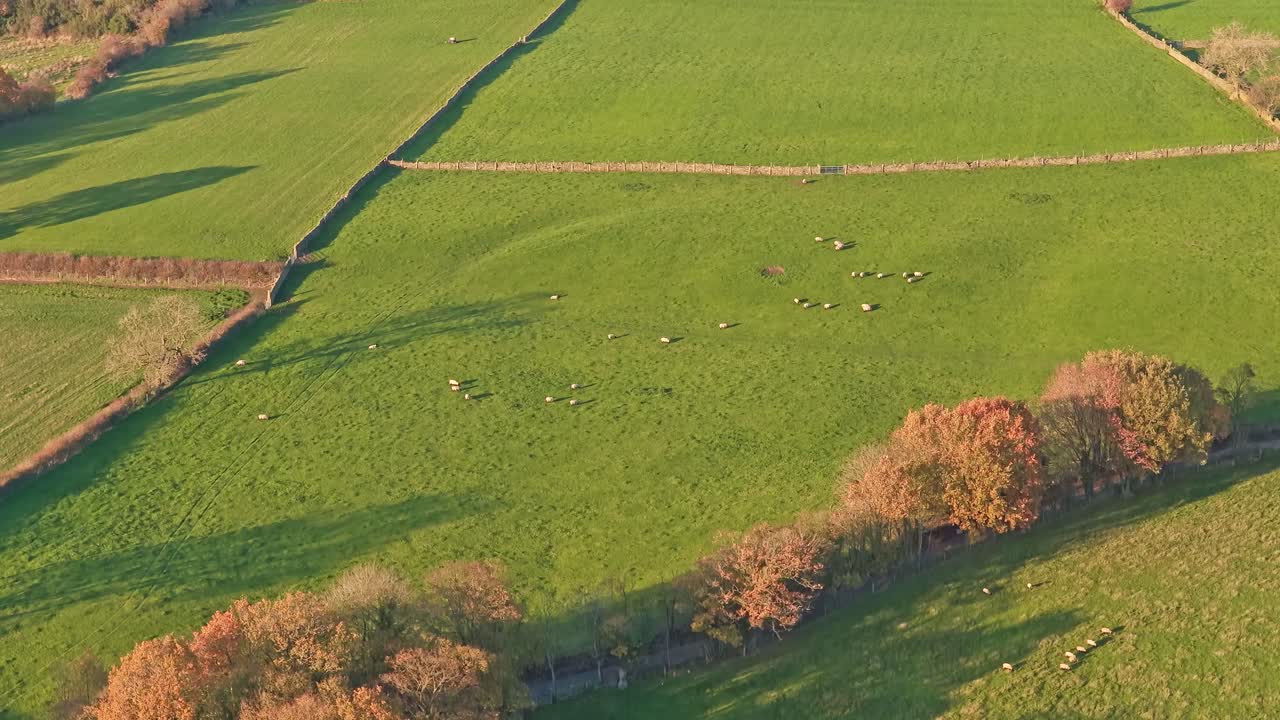 Wide aerial drone shot of Underbank Reservoir showcasing the water body, pastoral green fields with grazing cattle herd, tree-lined banks, irrigation infrastructure, and South Yorkshire rural land