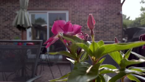 Close-up-of-vinca-flower-in-a-backyard