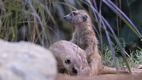 a couple of meerkats on the ground, one cleaning and grooming it's tail - close up