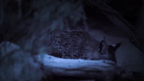 A-Bobcat-Looks-Alert-In-The-Night-In-The-Desert-Saguaro-National-Park-Arizona