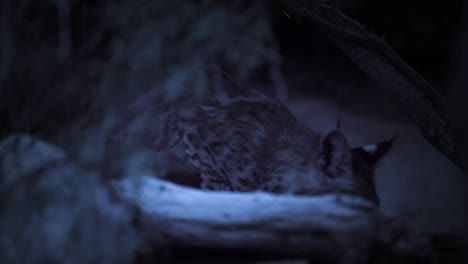 un gato montés parece alerta en la noche en el desierto del parque nacional saguaro arizona