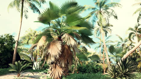 tropical palms and plants at sunny day