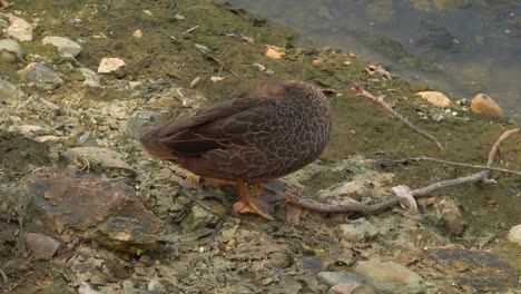 wild duck on shoreline, preening itself and fluffing its feathers