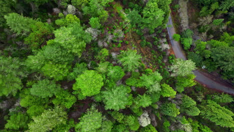 aerial view from above over the redwood trees of muir woods national monument