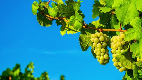 Zoom-in-on-grapes-on-the-vine-against-a-blue-sky
