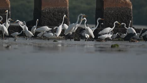 flock of migratory winter birds wandering for fish at shallow water in low tide