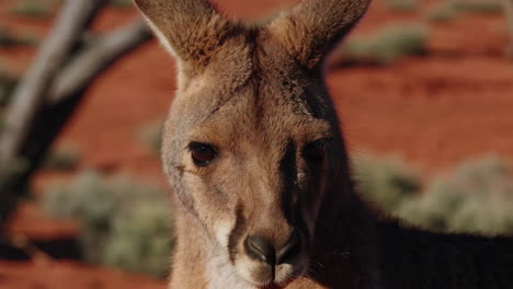 Red Kangaroo in Australian Desert