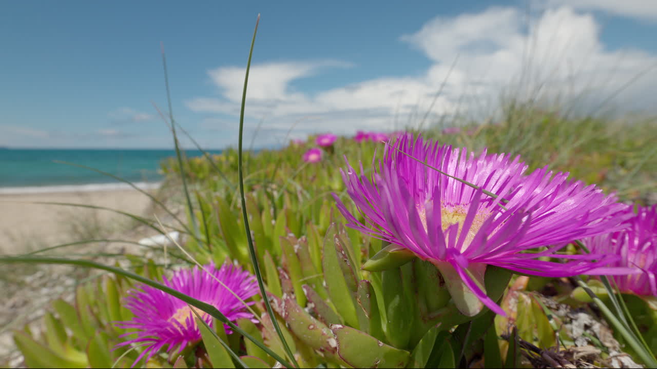 flores en la playa de corfú