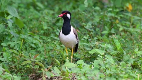 the red-wattled lapwing is one of the most common birds of thailand