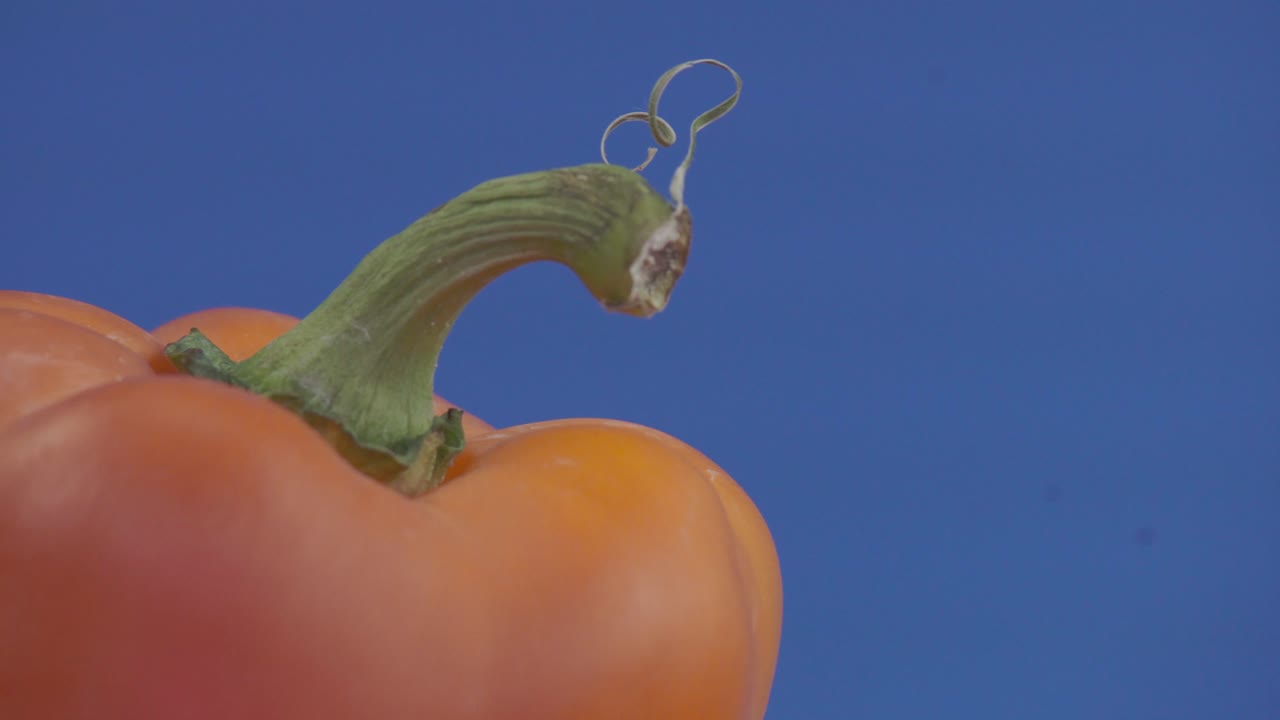 Close up of orange bell pepper stem on blue background, nutrition, organic, and vegan food for diet and health