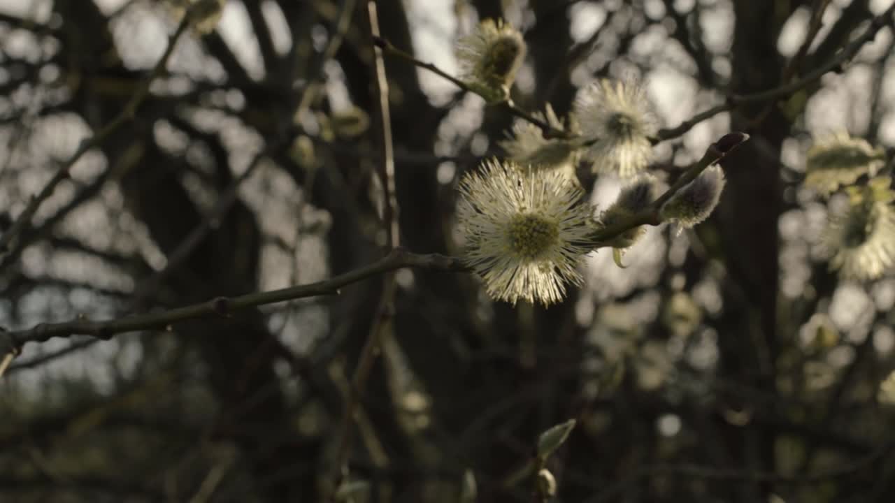 Pussy willow in the breeze with warm sunshine medium shot
