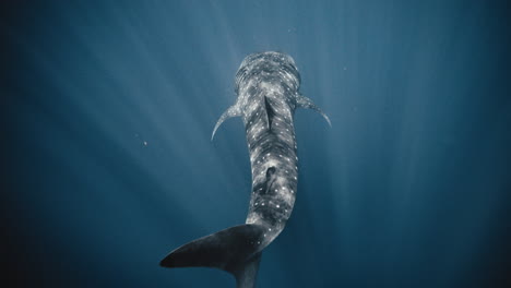 View-from-above-of-whale-shark-swimming-between-light-beams-in-water-column