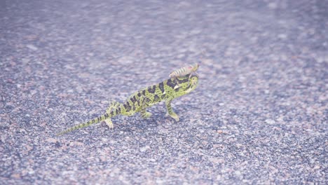 chameleon crawling on asphalt road carrying grasshopper on his head