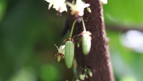 Early-flowering-stages-Of-Cacao