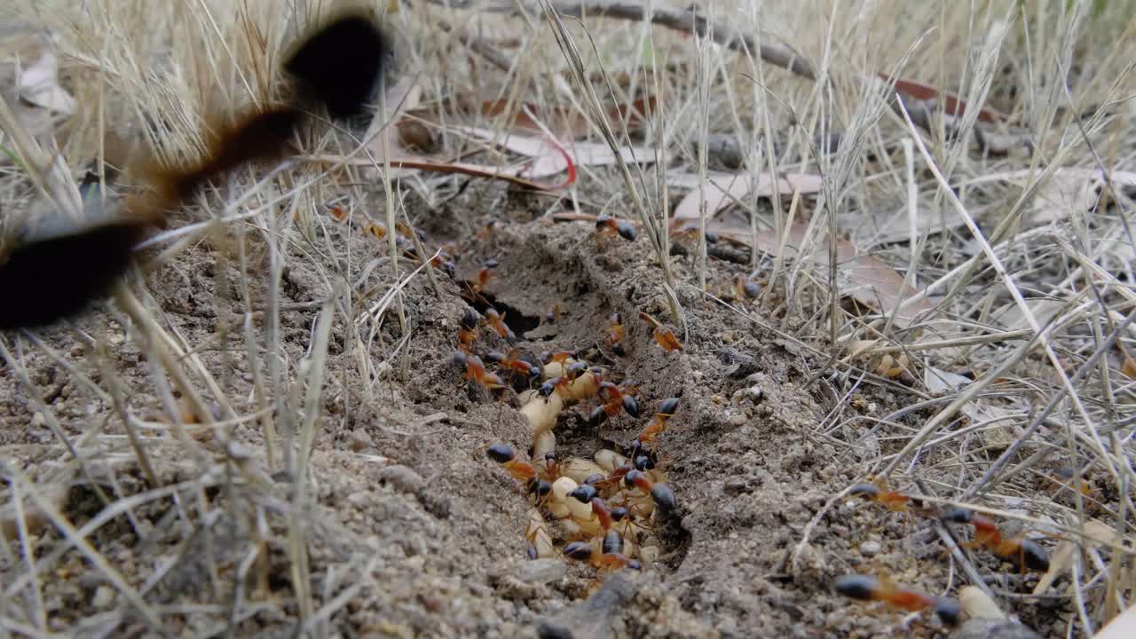 un primer plano de las hormigas azucareras que llevan sus larvas expuestas mientras las hormigas corren sobre la lente de la cámara