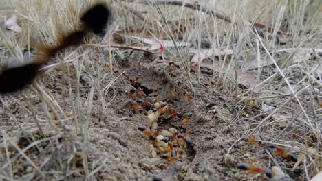 A-close-up-shot-of-sugar-ants-carrying-their-exposed-larvae-while-ants-run-over-the-camera-lens