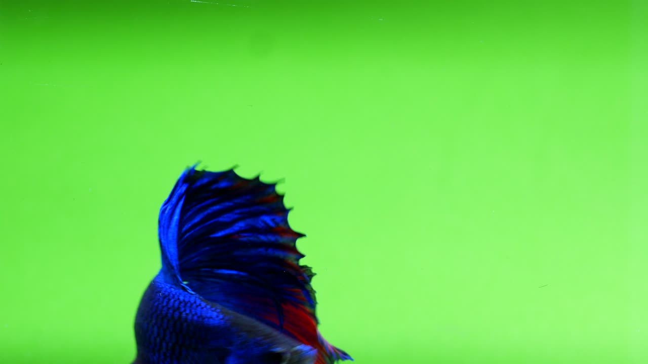 pez luchador siamés