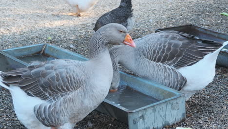 slow motion wide shot of two grey geese as they drink water and shake their heads