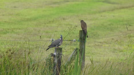 a pigeon shares a company with a hawk sitting on a fence, then he suddenly flies away